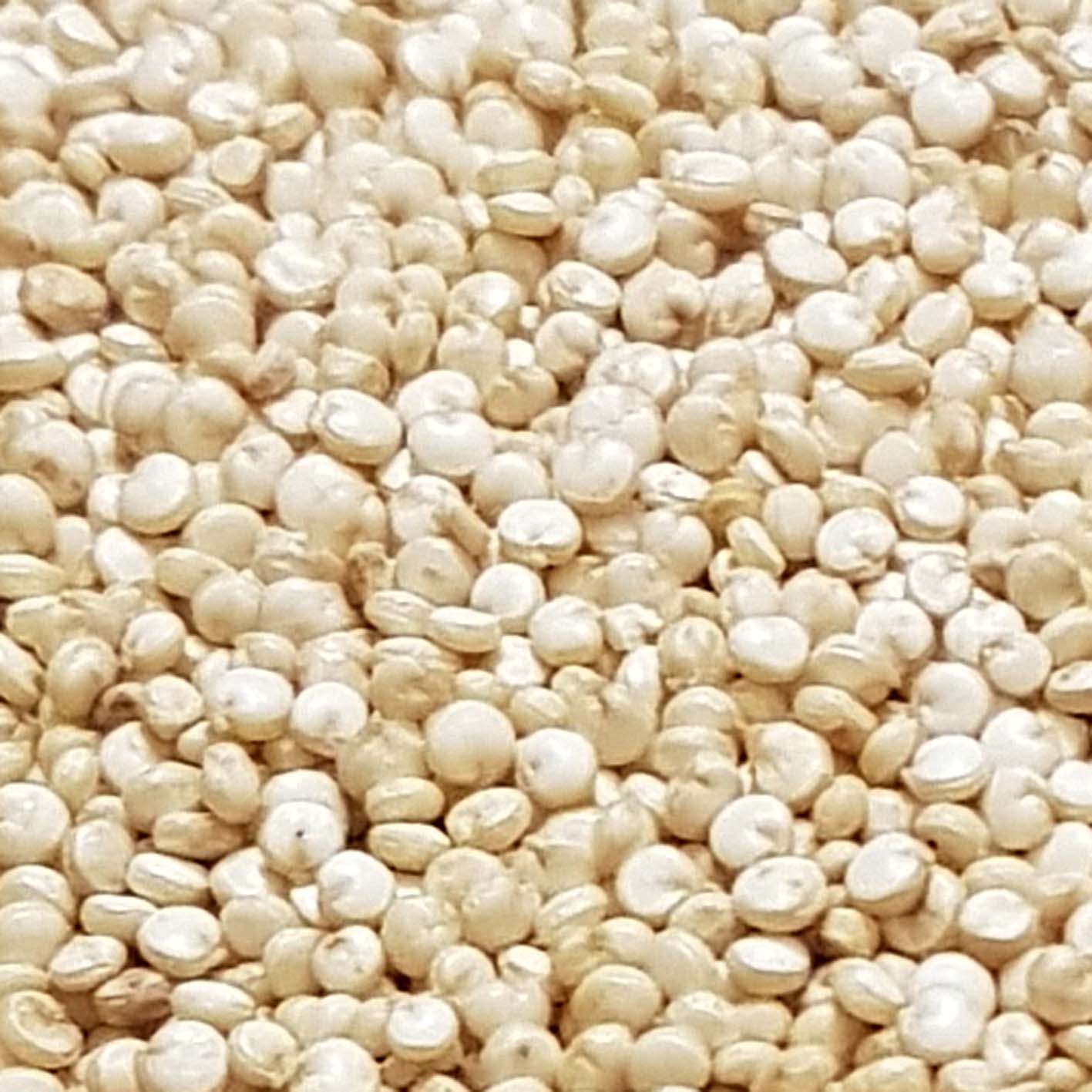 Hami white quinoa - 5000 grams - Image 3