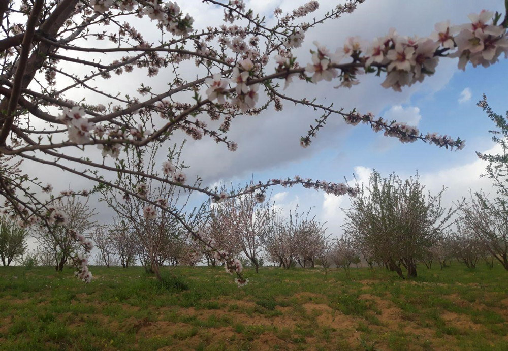 Almonds from Fars Province