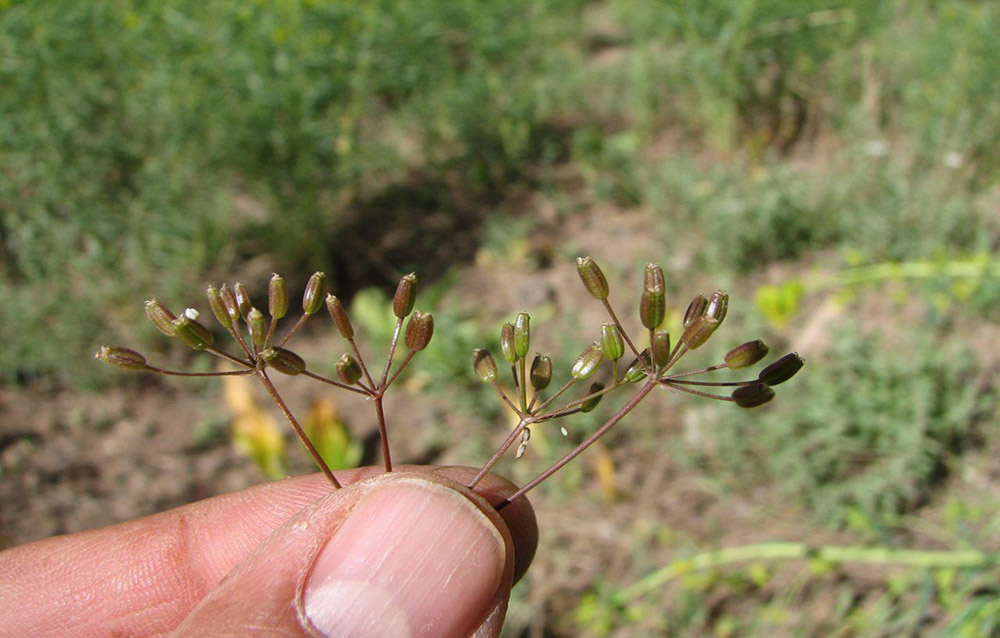 Cumin Plants