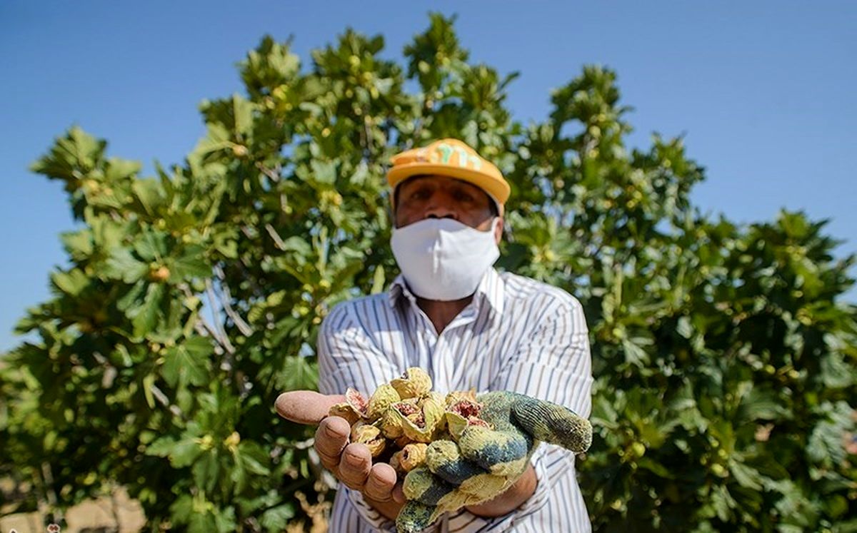 Estahban fig farms