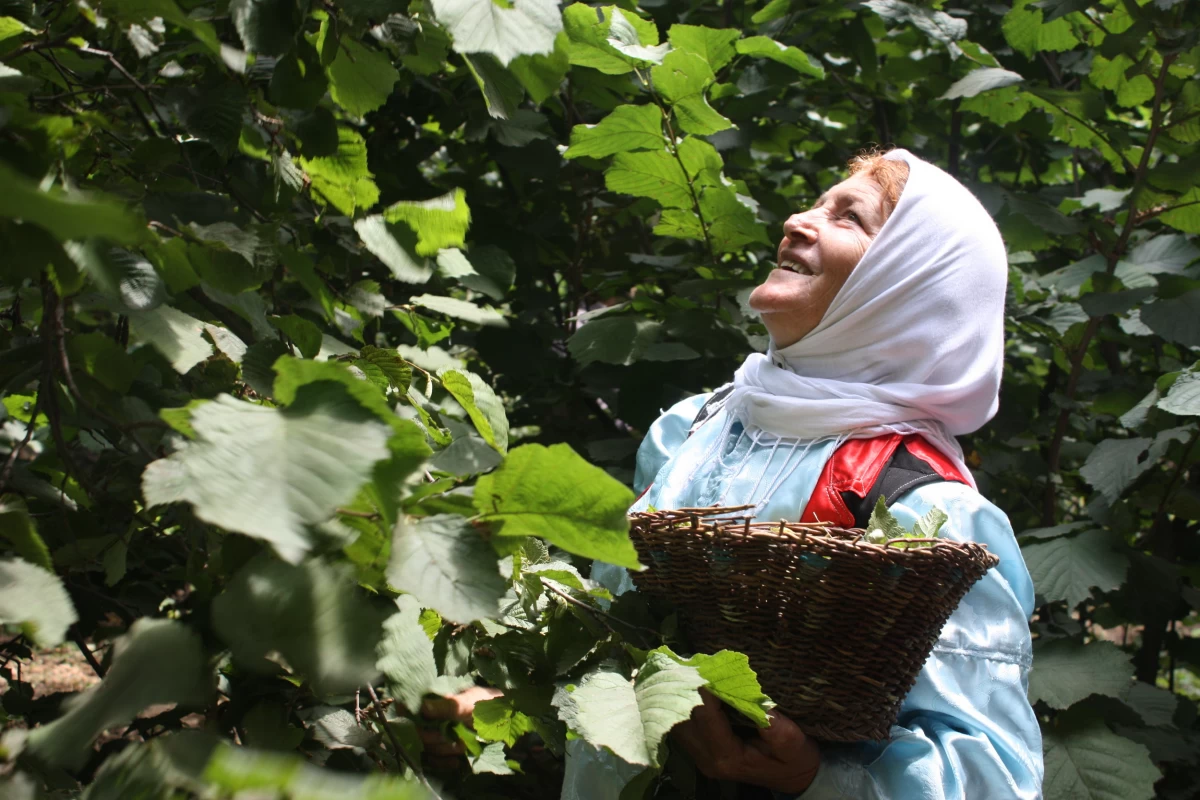 Hazelnuts from Gilan