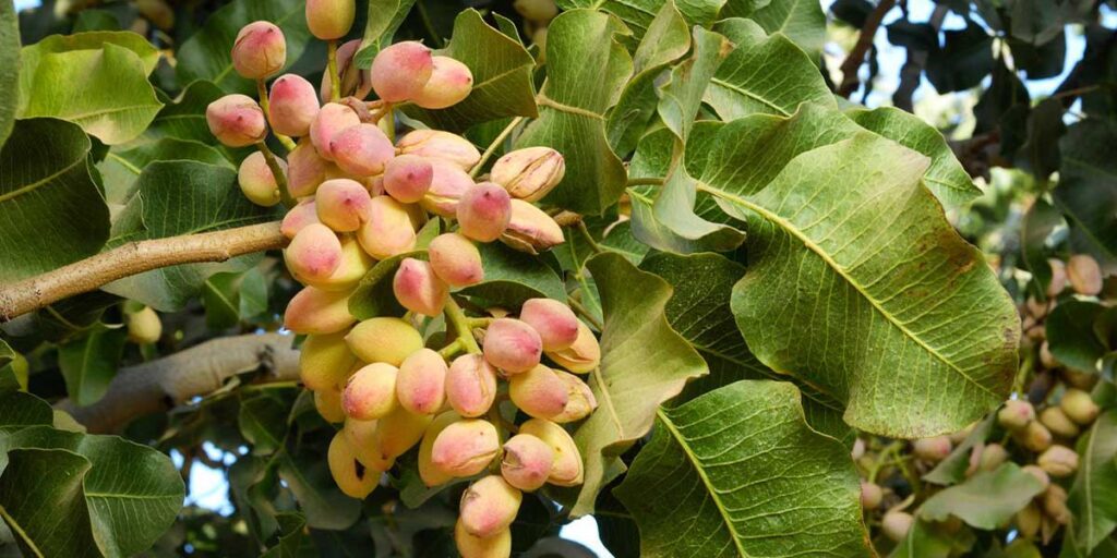 History of Pistachio Cultivation in Iran