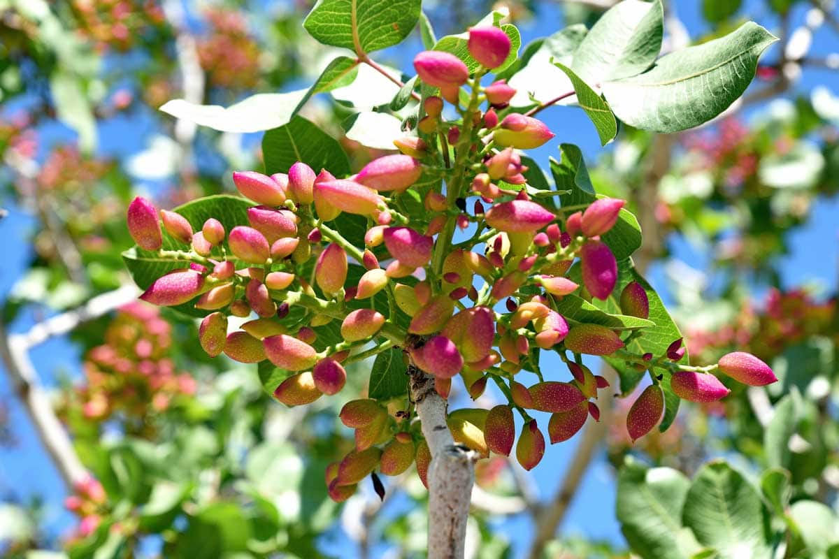 History of Pistachio Cultivation in Iran