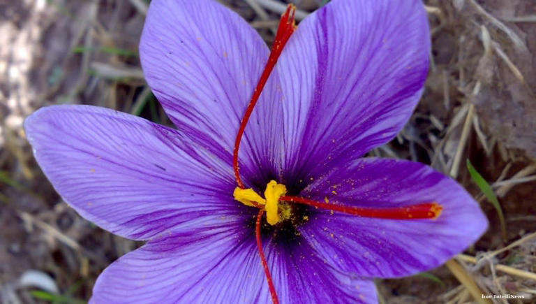 Iranian Saffron