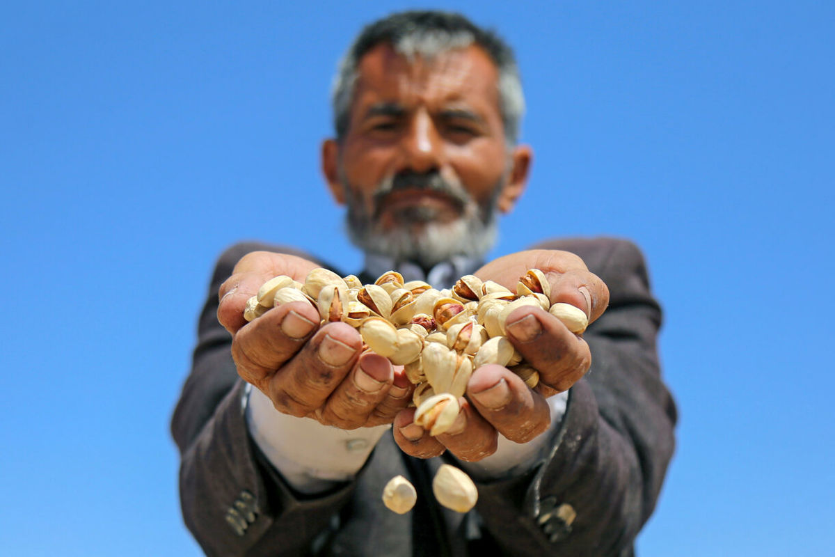 Persian Pistachio