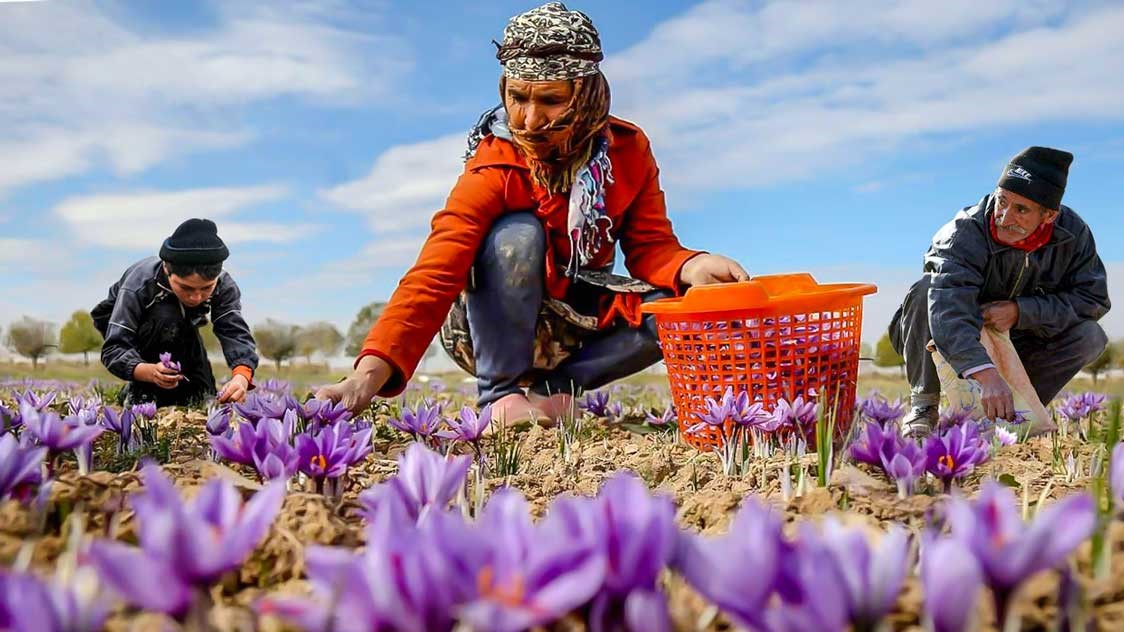 Persian Saffron