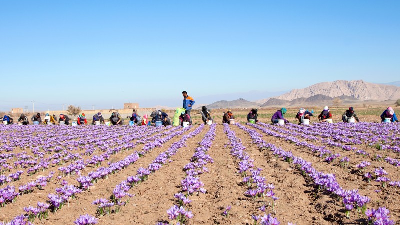 Persian Saffron