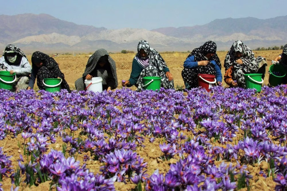 Persian Saffron