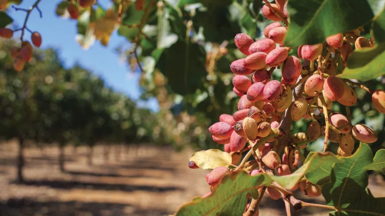 Pistachio Drip Irrigation 