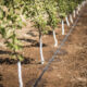 Sustainable Farming Practices for Nuts and Dried Fruits in Iran