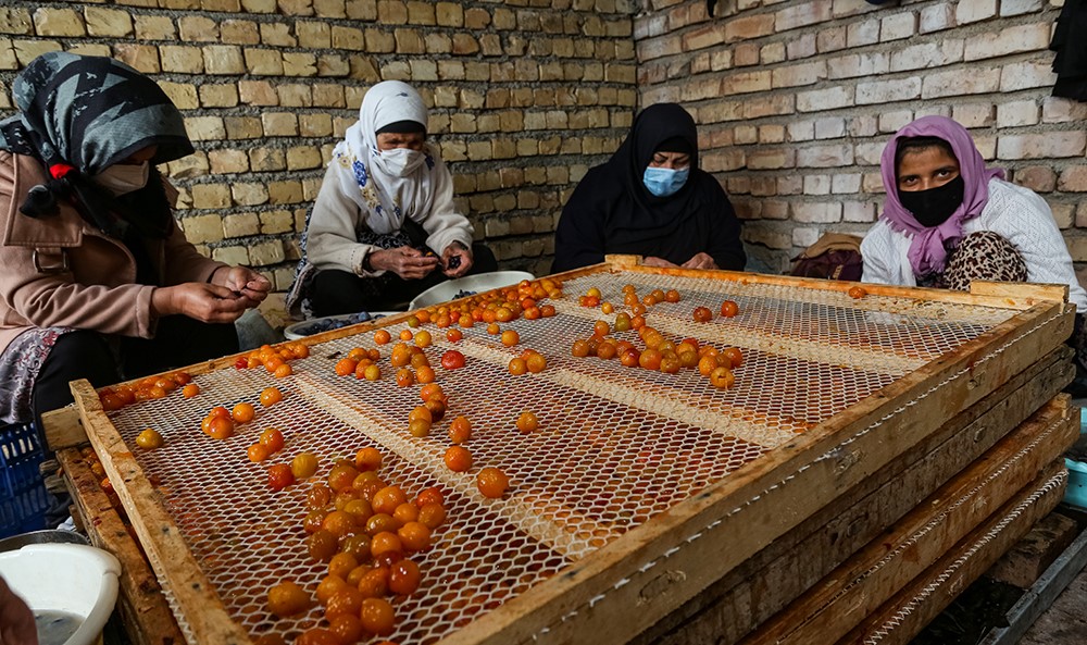 The Art of Drying Fruits in Iran