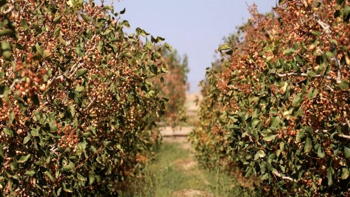 The Role of Climate in the Quality of Iranian Spices and Nuts