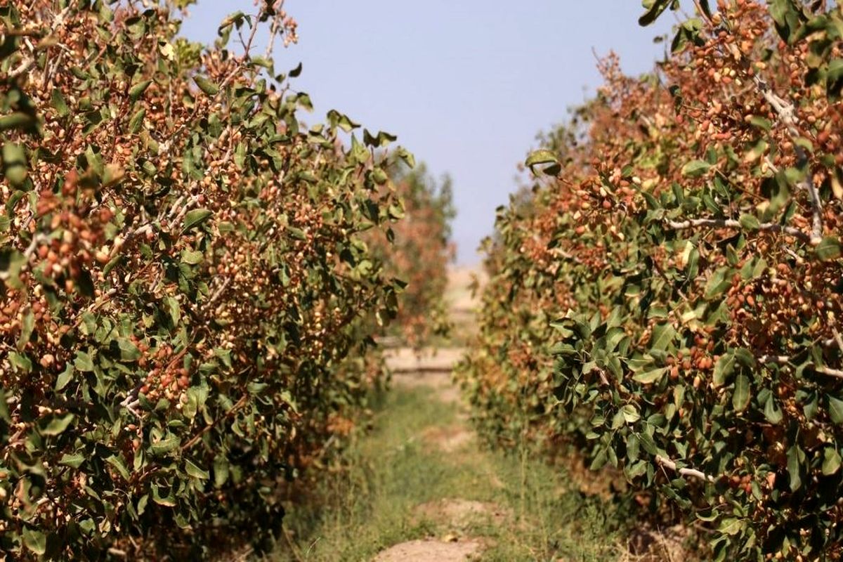 The Role of Climate in the Quality of Iranian Spices and Nuts