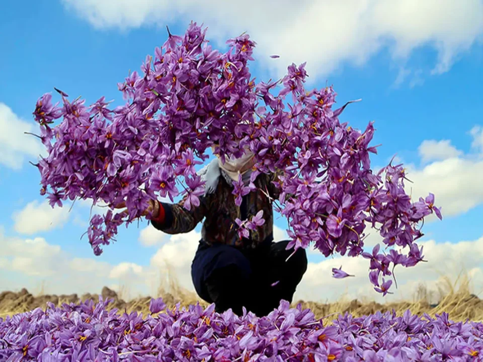 Understanding the Growing and Harvesting of Iranian Saffron