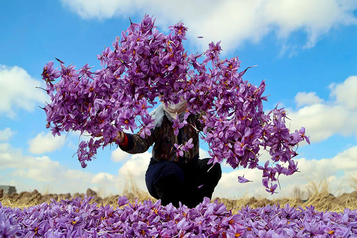 Understanding the Growing and Harvesting of Iranian Saffron