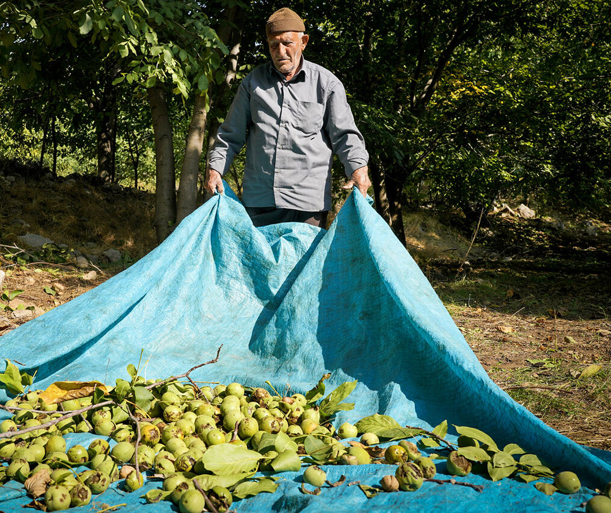 Walnuts from Hamedan