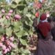 Why Iran’s Climate Is Perfect for Growing Premium Nuts